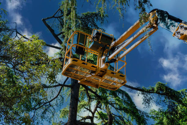 Reliable Hoover, AL  Tree Services Solutions